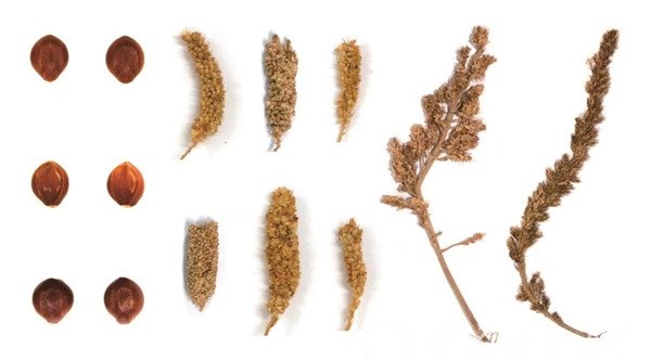 通过考古遗址中的粟（Setaria 